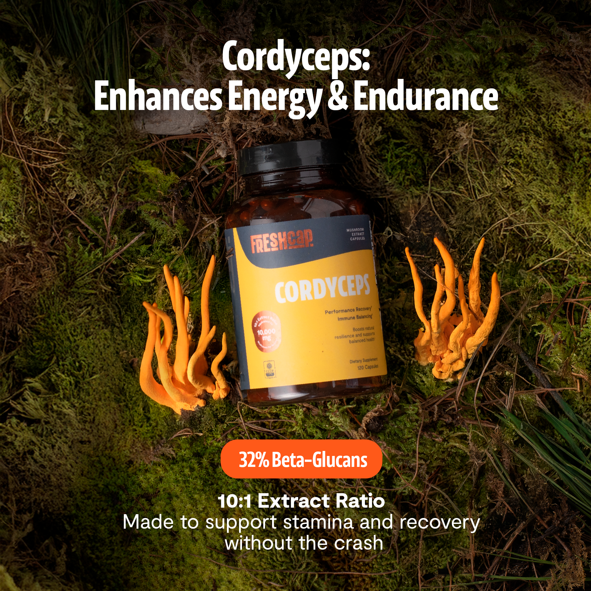 Organic Cordyceps Mushroom Supplement Capsules Dietary Support