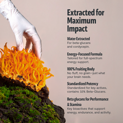 Organic Cordyceps Mushroom Supplement Capsules Dietary Support