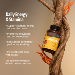 Organic Cordyceps Mushroom Supplement Capsules Dietary Support